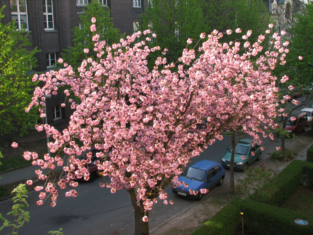 100424kirschblueten6.jpg