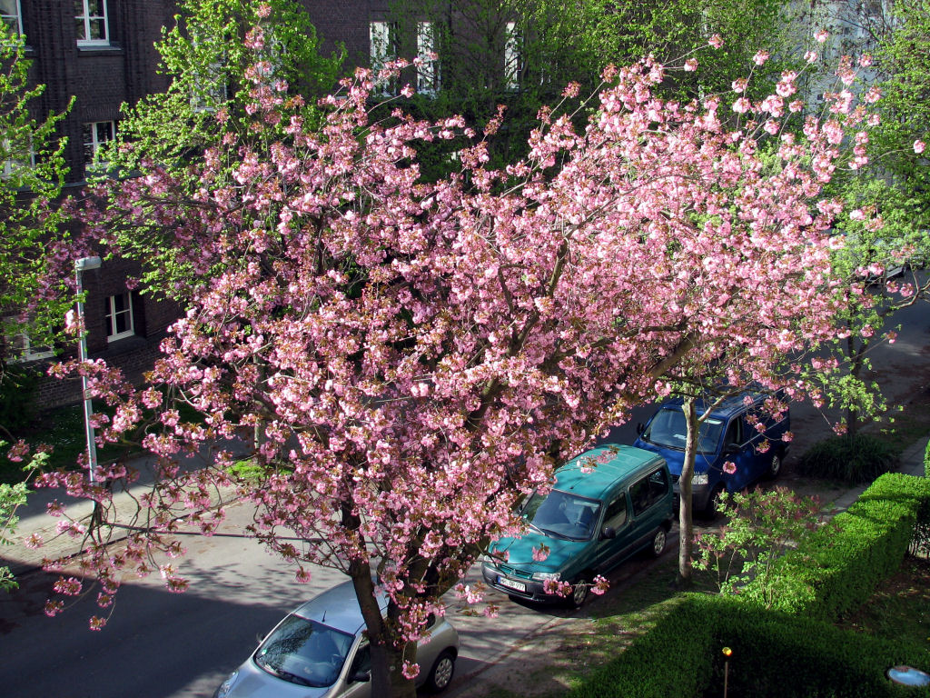 110409kirschblueten1.jpg