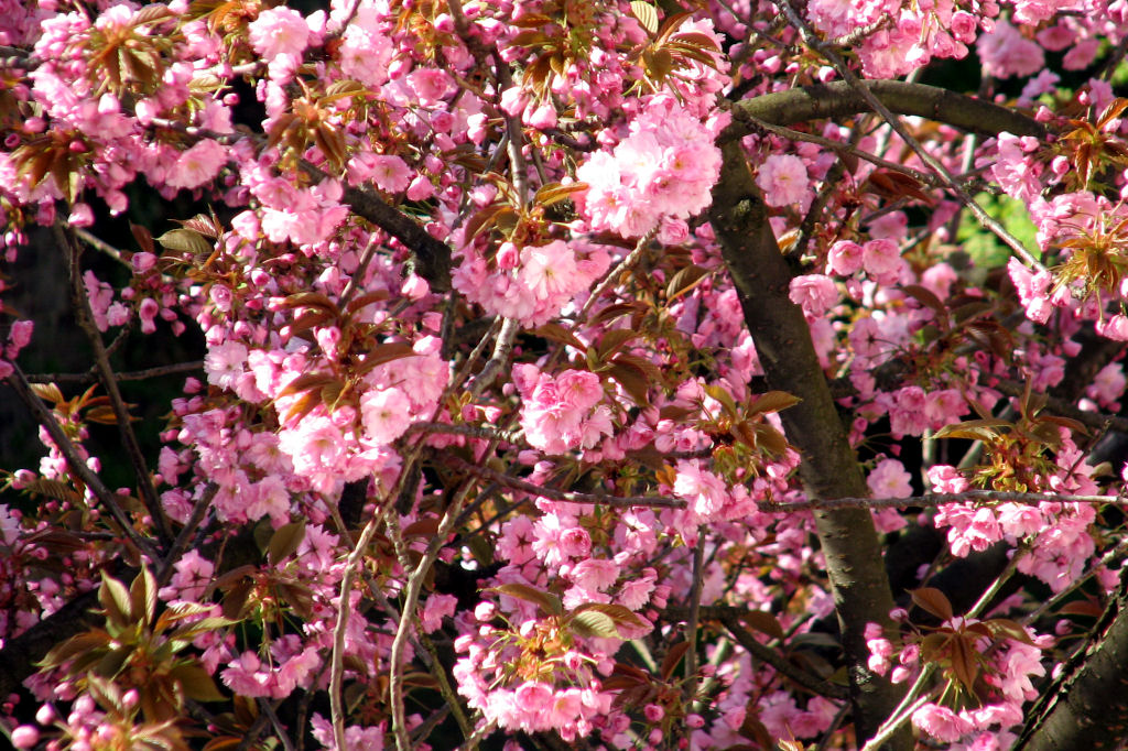 110409kirschblueten2.jpg