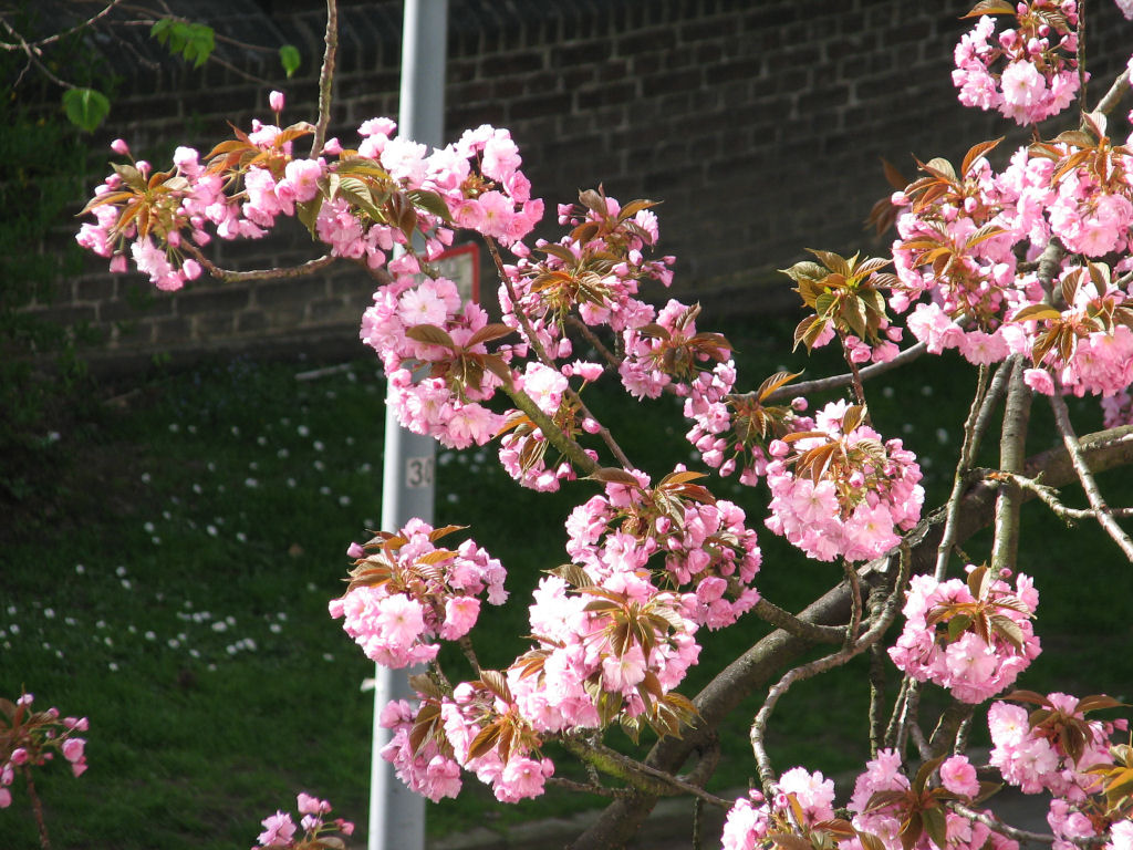 110410kirschblueten2.jpg