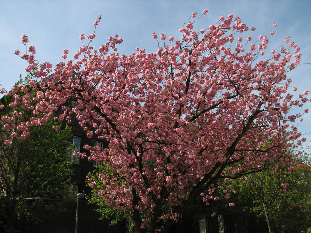 110411kirschblueten02.jpg