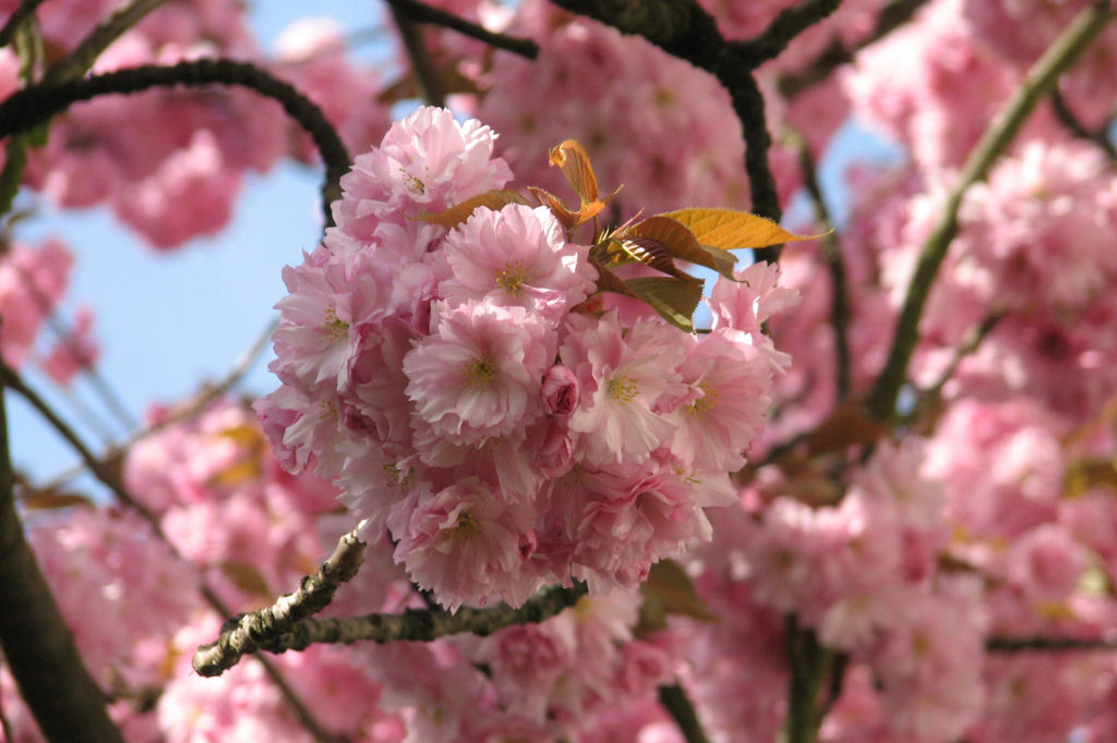 110411kirschblueten03.jpg