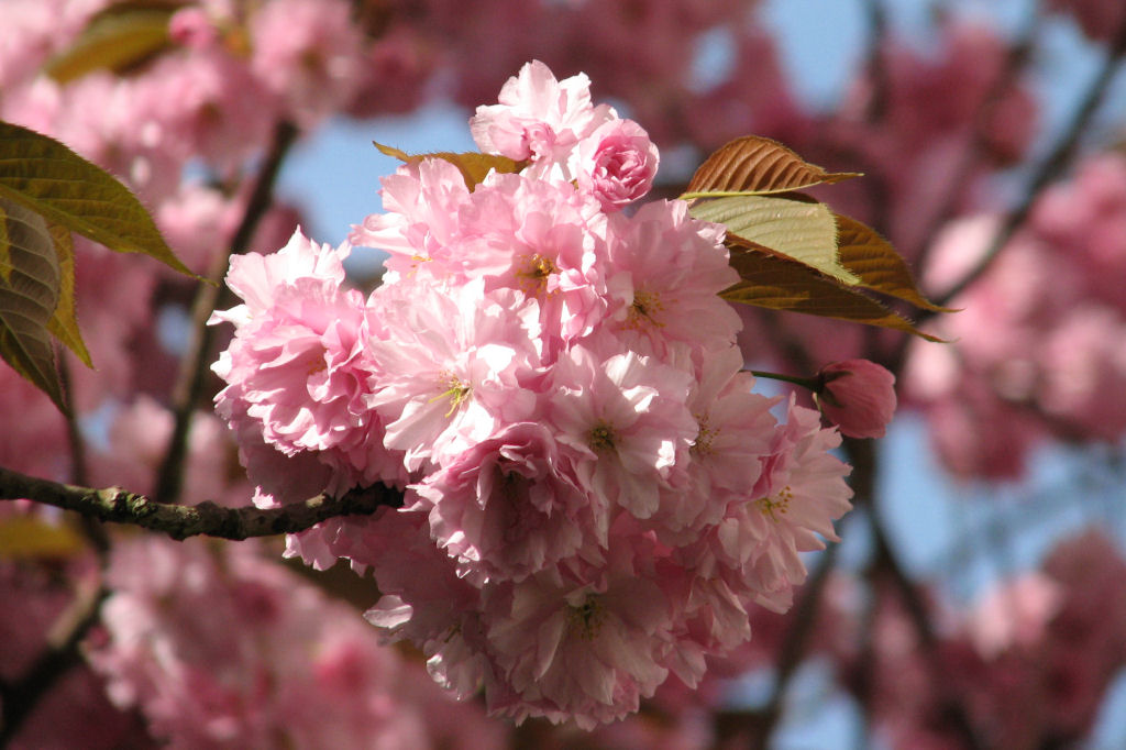 110411kirschblueten04.jpg