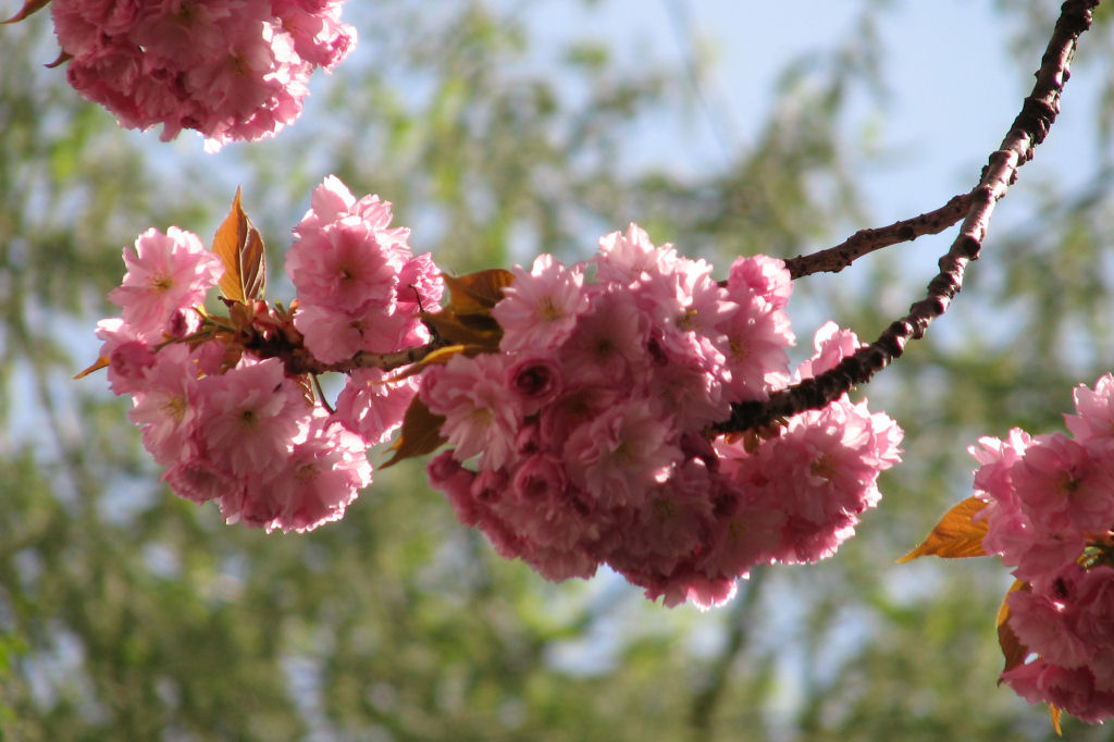 110411kirschblueten06.jpg