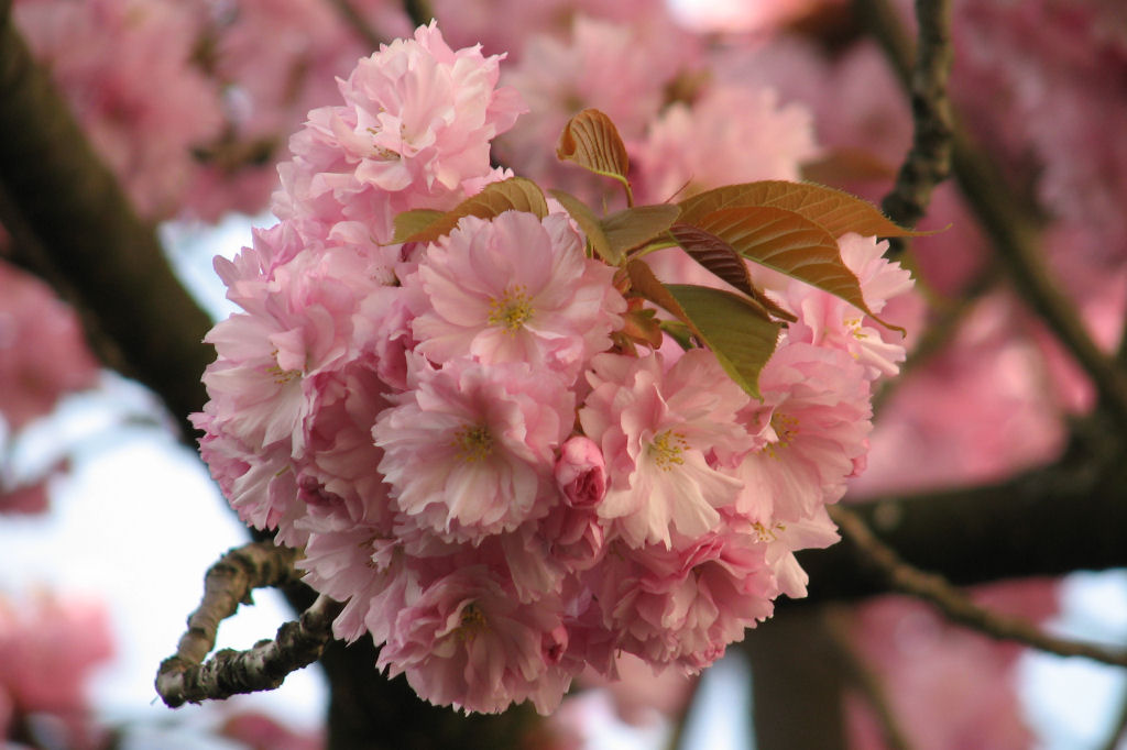 110411kirschblueten07.jpg