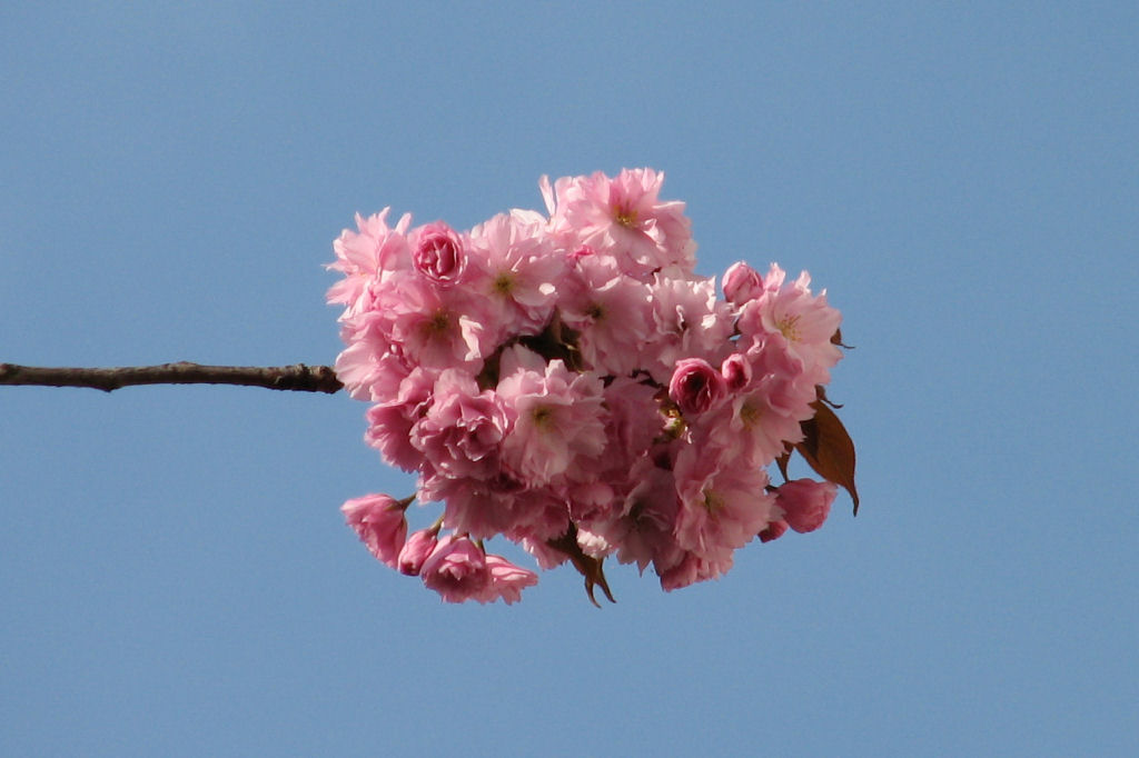 110411kirschblueten08.jpg