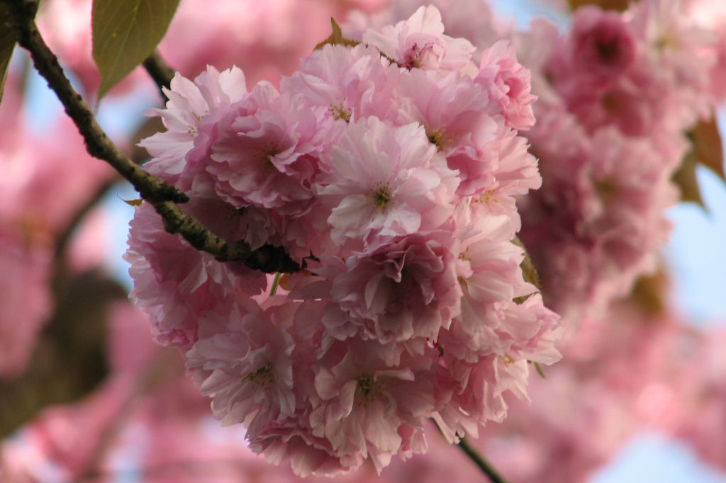 110411kirschblueten10.jpg