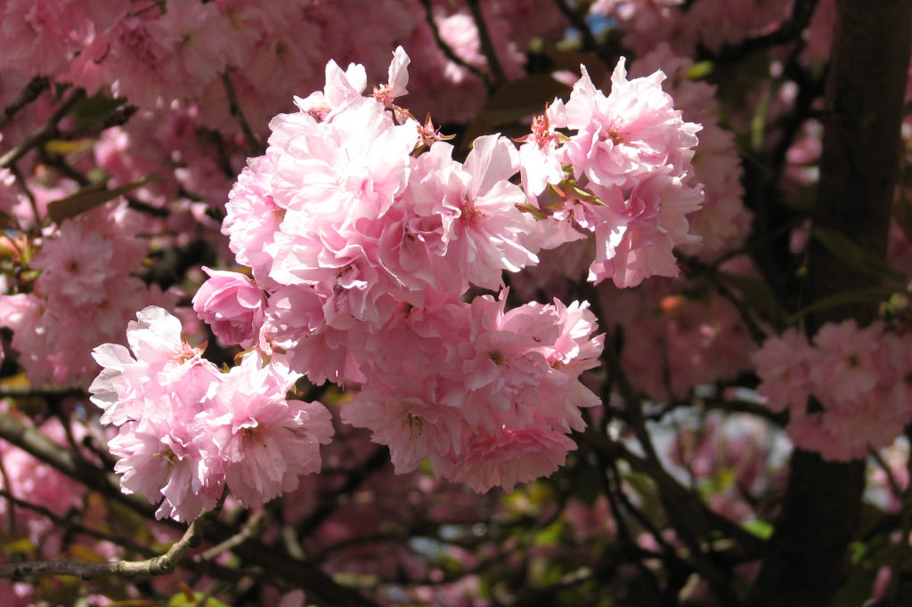 110412kirschblueten01.jpg