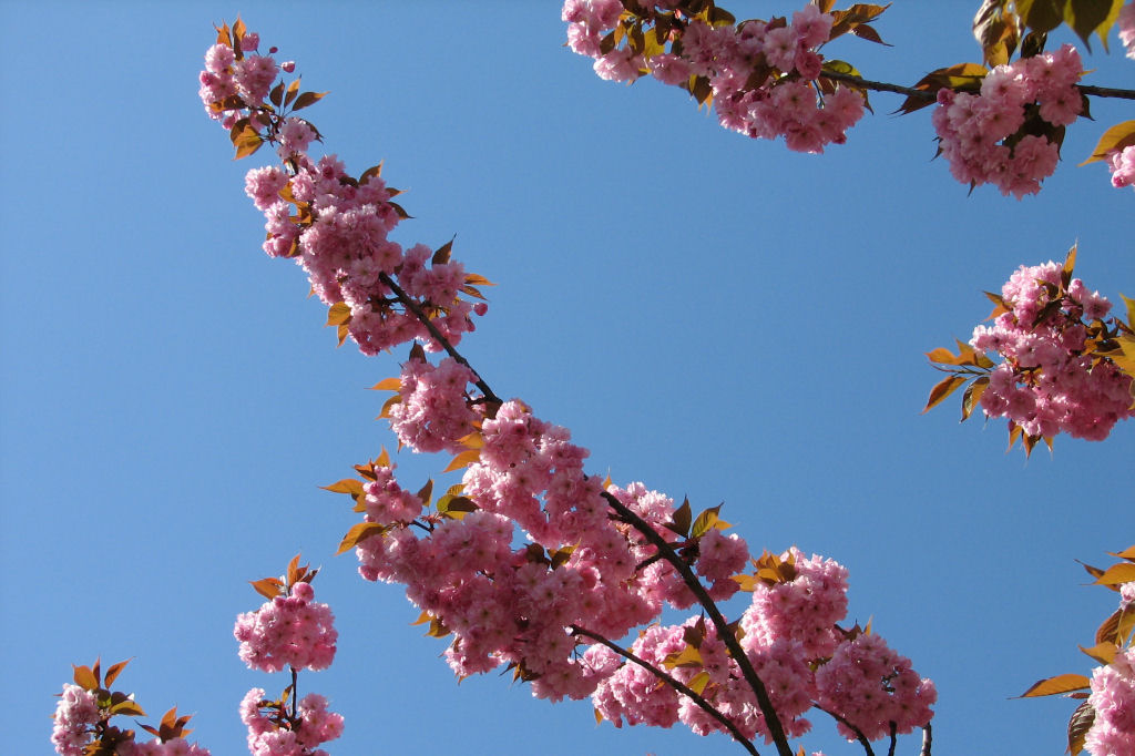 110412kirschblueten02.jpg