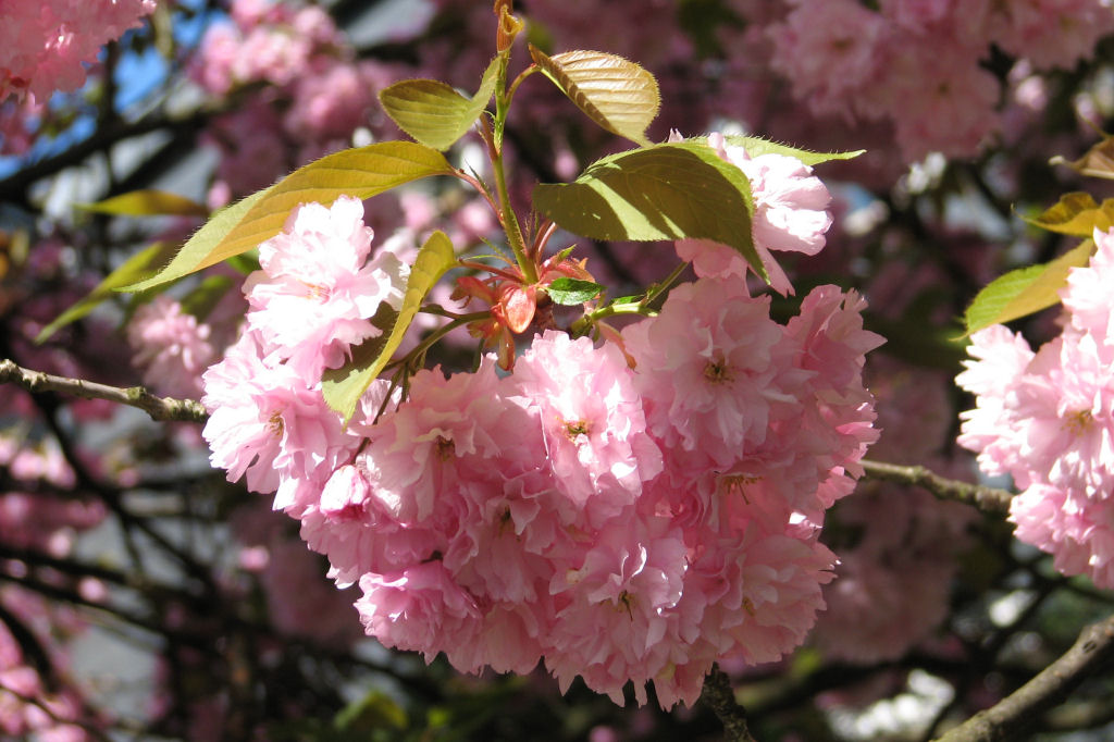 110412kirschblueten03.jpg