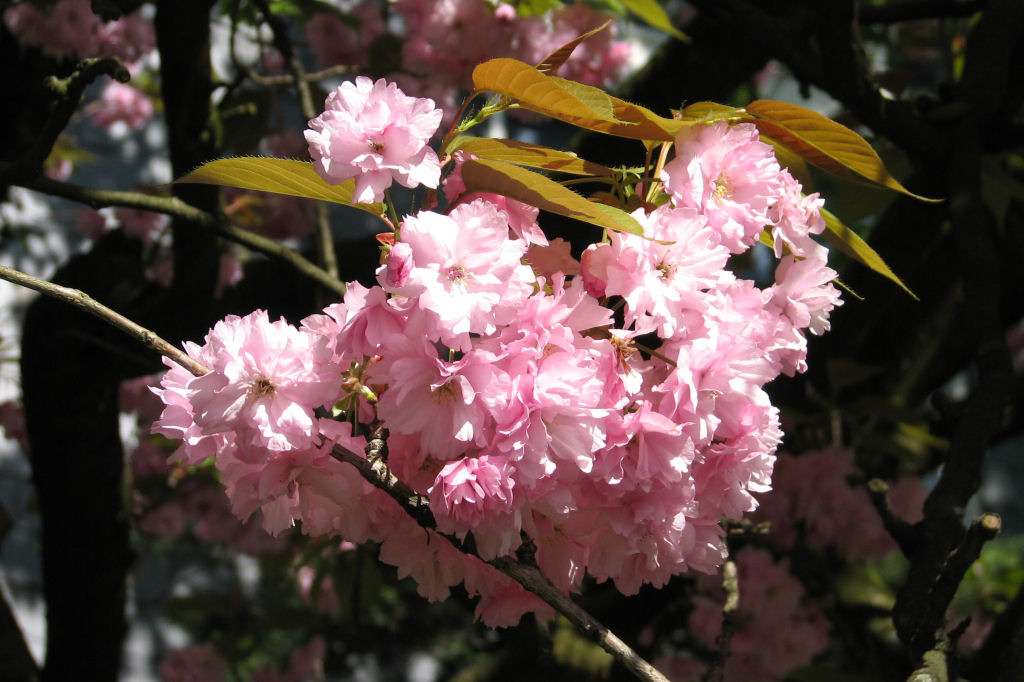 110412kirschblueten04.jpg