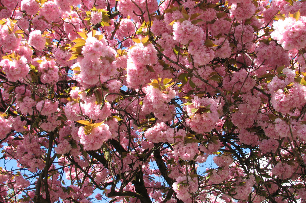 110412kirschblueten05.jpg