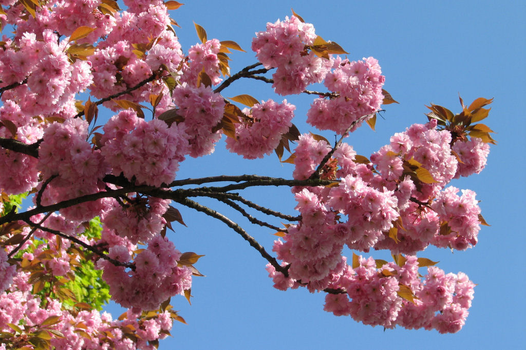 110412kirschblueten06.jpg