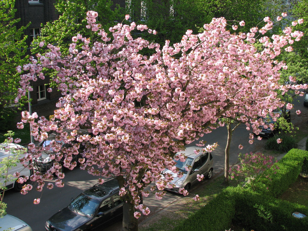 110415kirschblueten01.jpg
