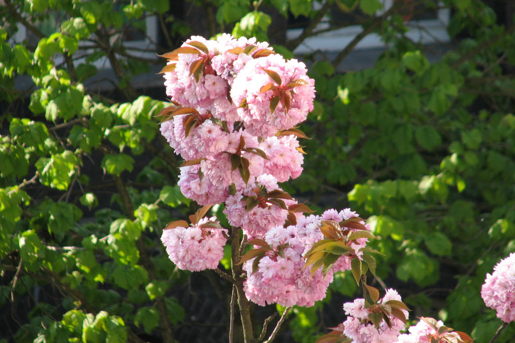 110415kirschblueten02.jpg