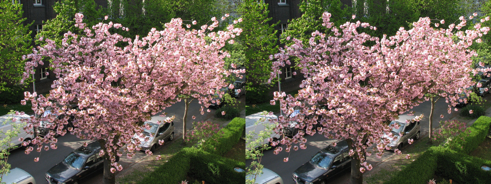 110415kirschblueten04-3d.jpg