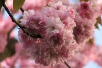 110411kirschblueten10.jpg