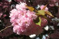 110411kirschblueten11.jpg