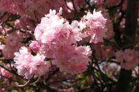 110412kirschblueten01.jpg