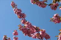 110412kirschblueten02.jpg