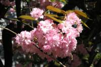 110412kirschblueten04.jpg