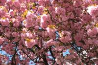 110412kirschblueten05.jpg