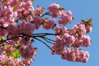 110412kirschblueten06.jpg