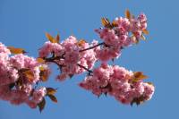 110412kirschblueten07.jpg