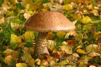 141007shroom.jpg