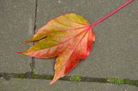 autumn140930-01.jpg