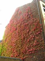autumn140930-02.jpg