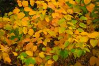 autumn141101-01.jpg