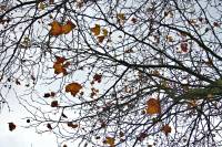 autumn141106-02.jpg