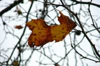 autumn141106-03.jpg