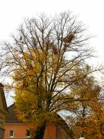 autumn141106-04.jpg