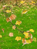 autumn141115-02.jpg