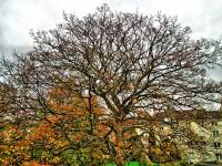 autumn141115-04.jpg