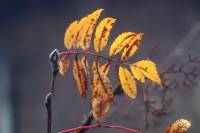 autumn141115-06.jpg