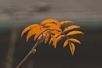 autumn141115-07.jpg