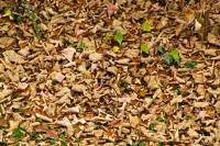 autumn141115-08.jpg