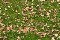 autumn141115-09.jpg