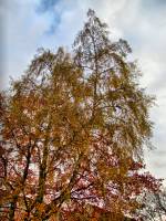 autumn141117-03.jpg