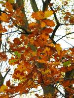 autumn141117-04.jpg