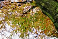 autumn141117-06.jpg