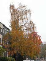 autumn141119-01.jpg
