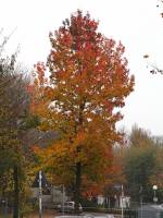 autumn141119-02.jpg