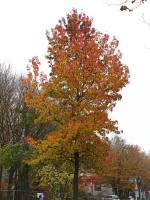 autumn141119-03.jpg