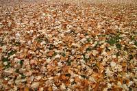 autumn141128-01.jpg