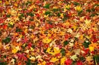 autumn141128-02.jpg