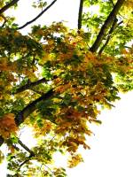 autumn150929-02.jpg